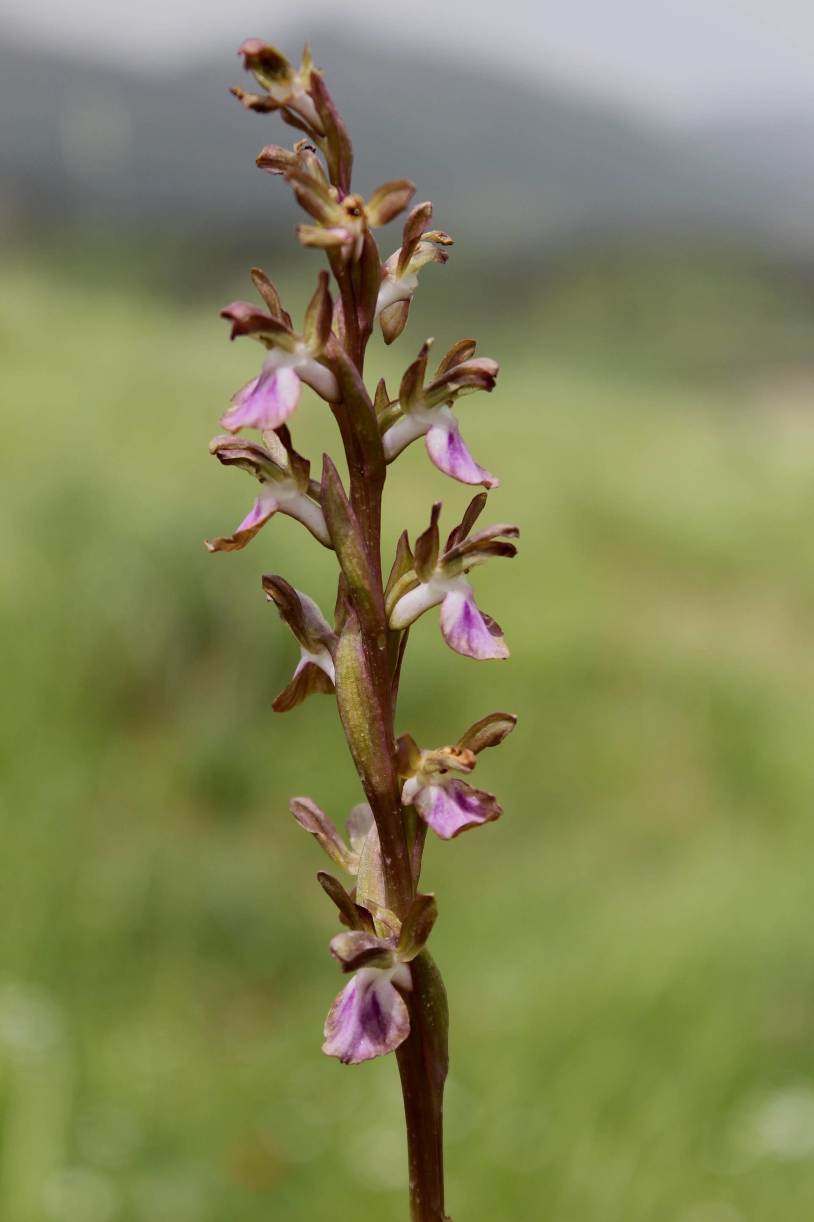 Orchis collina Banks &amp; Sol.